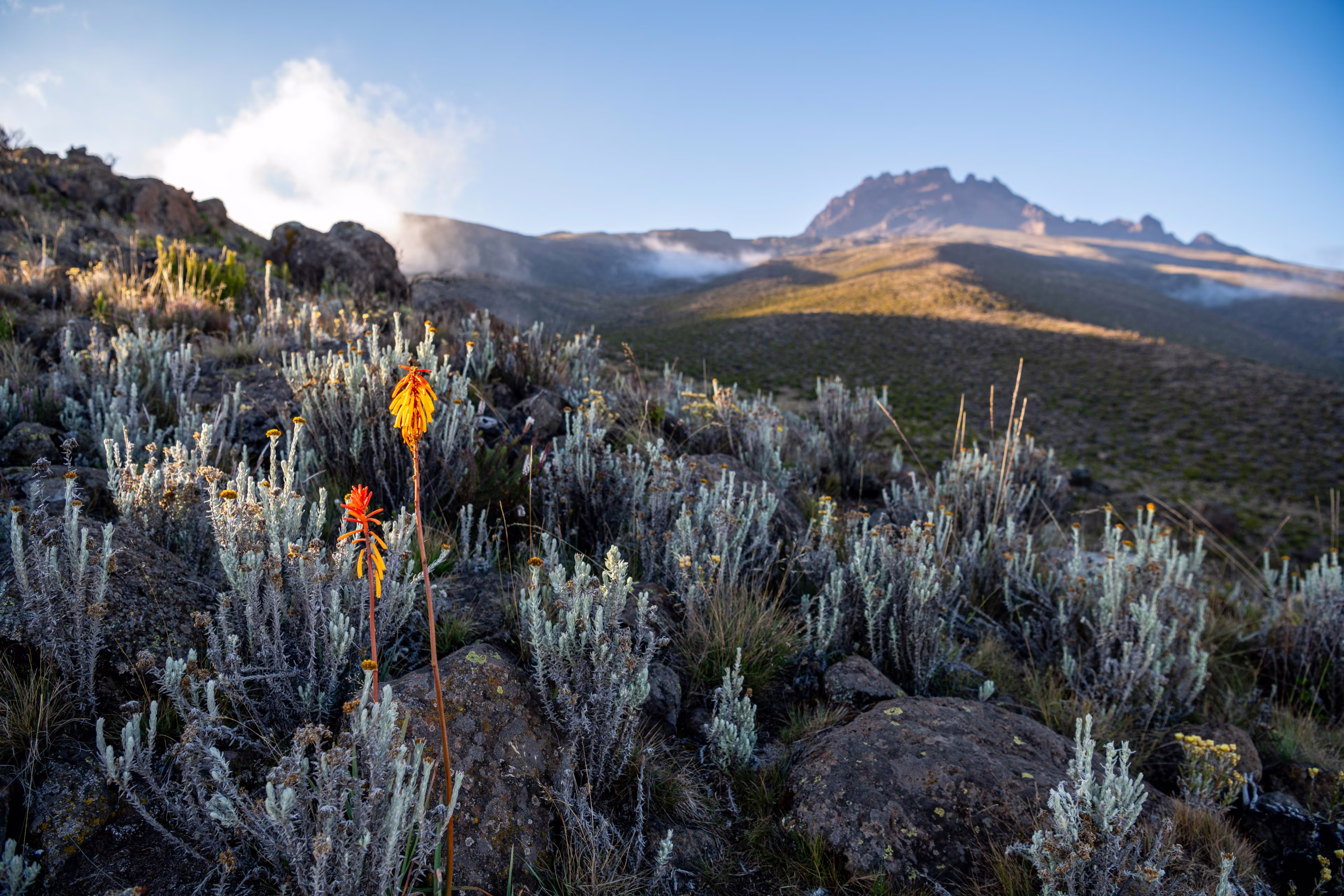 Kniphofias et immortelles, face à Mawenzi