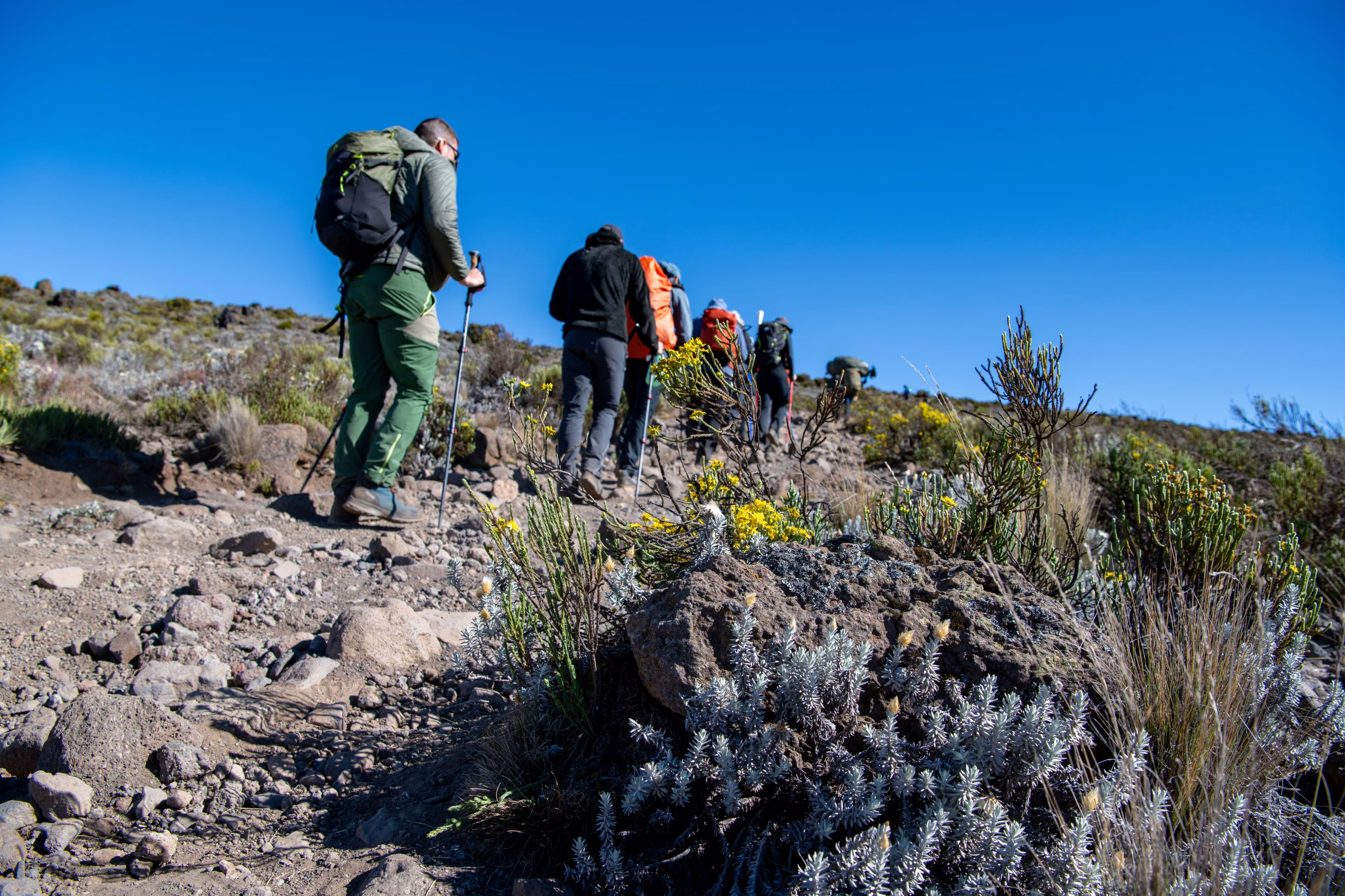 Les immortelles d'argent, la file qui monte