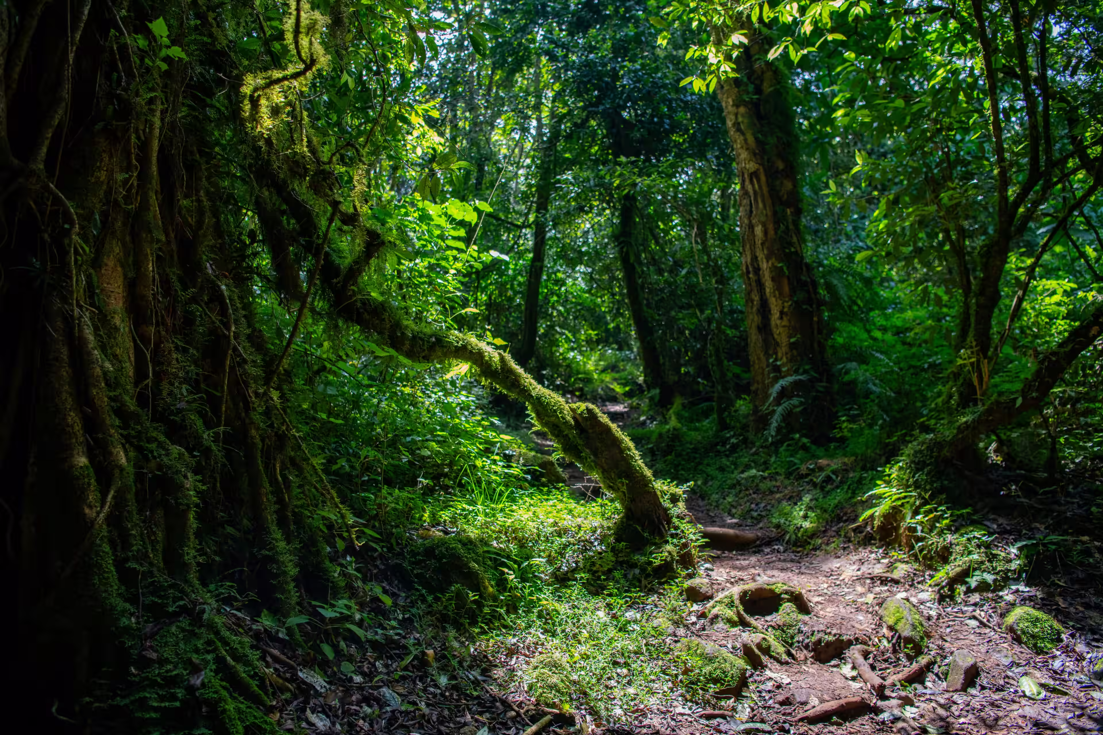 La branche moussue, le sentier de racines